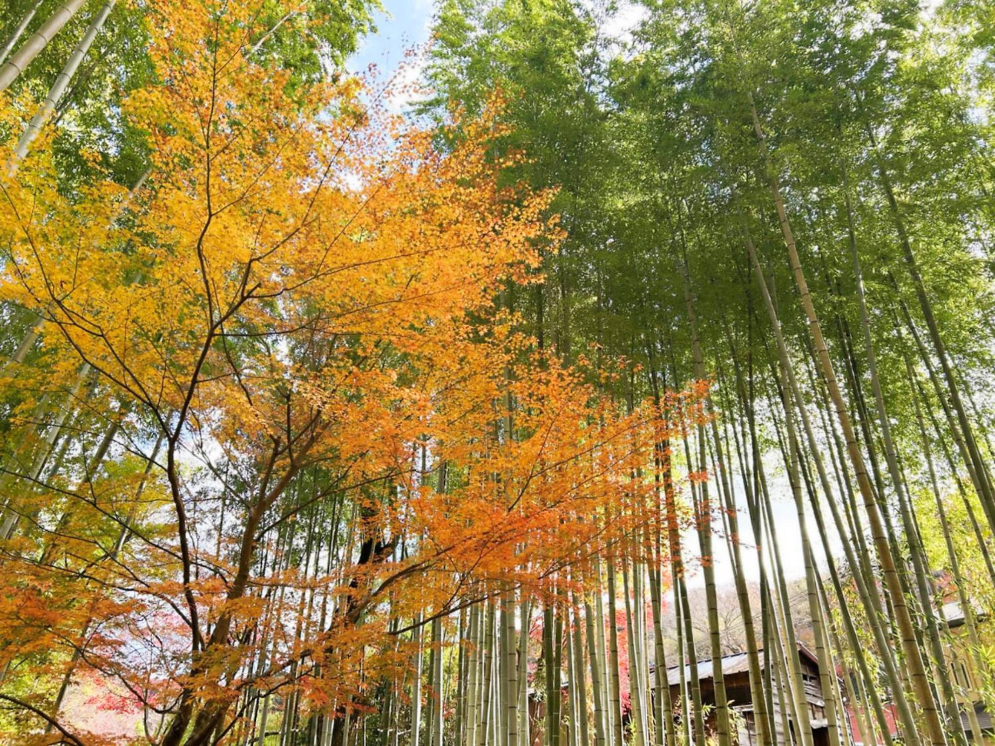 Shuzenji Onsen Hotel Takitei Izu  Luaran gambar