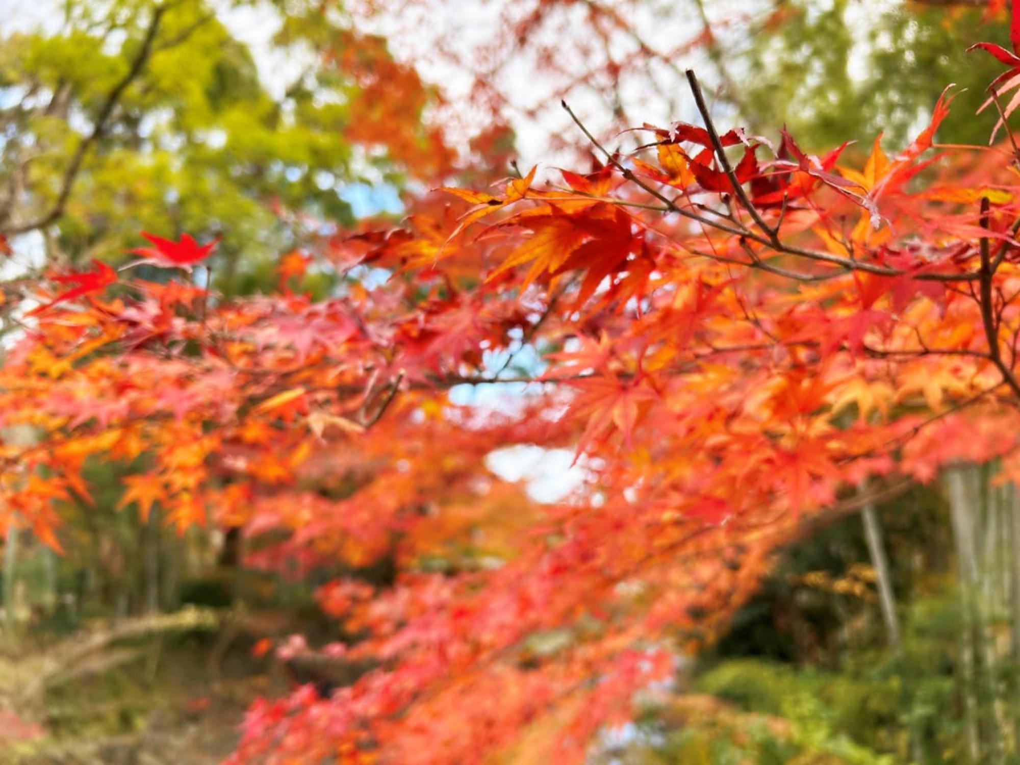 Shuzenji Onsen Hotel Takitei Izu  Luaran gambar